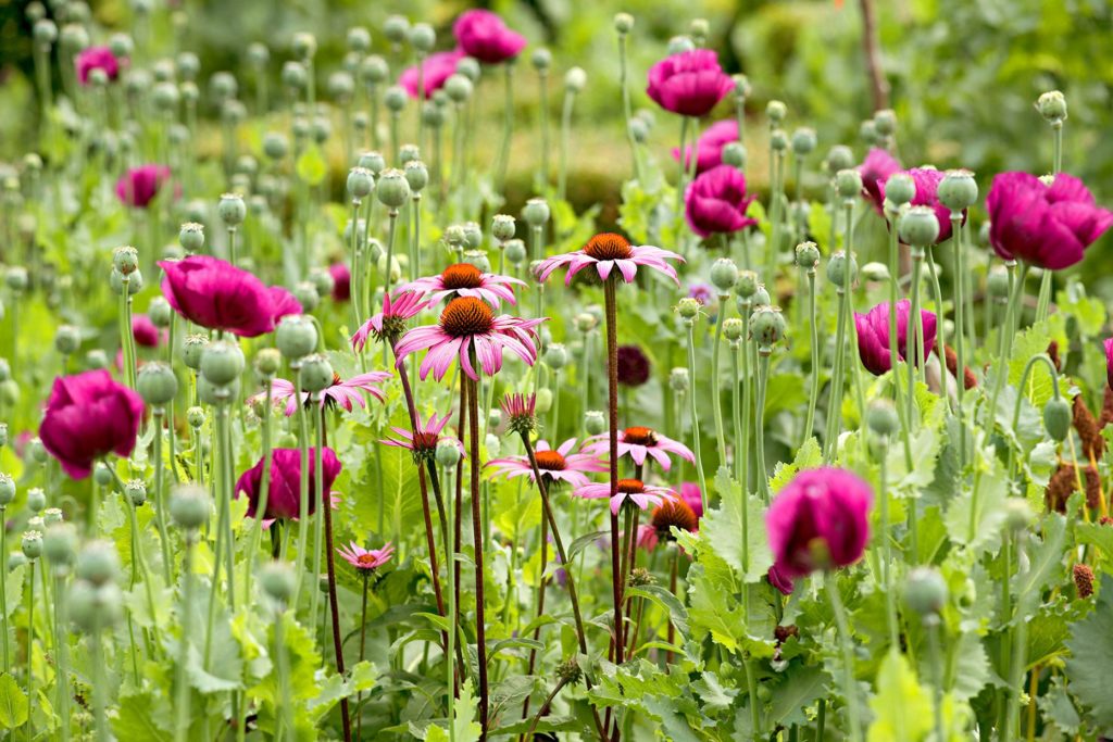 The Value Of Mixed Wild Flower Seeds