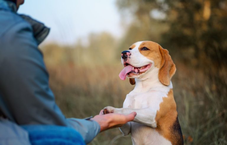 Professional Dog Trainer