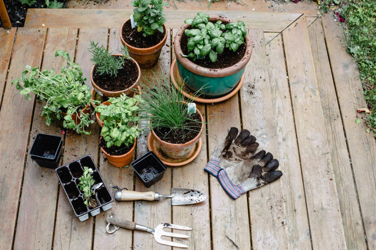 Healthy-Garden-Veggies